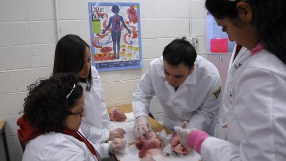 medical students practice dissecting cow's heart